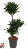 Dracaena Compacta 60-30-15