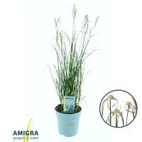 Rhynchospora colorata