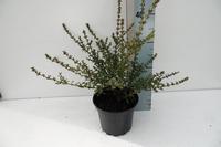 Ceanothus thyr. Blue Jeans