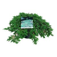 Juniperus com. Green Carpet