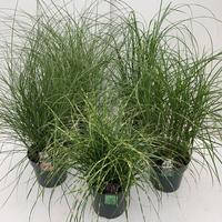 Miscanthus sin. in varieties
