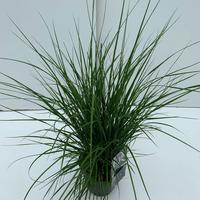 Pennisetum al. Hameln