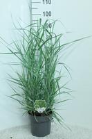 panicum virg. Prairie Sky