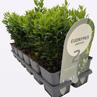 Euonymus jap. Green Spire