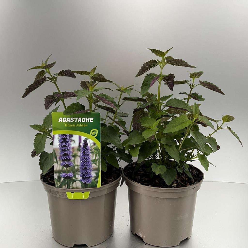 Image de Agastache Black Adder P17 (2 Ltr)
