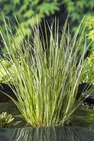 Acorus cal. Gramineus