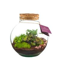 WARDIANS Terrarium Venus Large