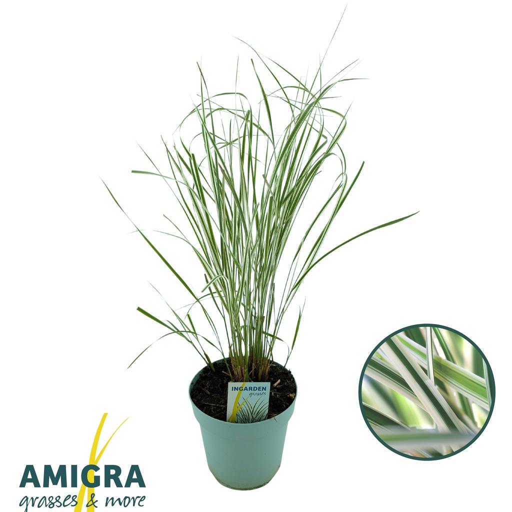 Obrázok z Calamagrostis accutiflora Overdam P17 (2 Ltr)