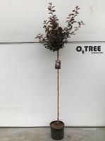 Physocarpus opu. Diabolo