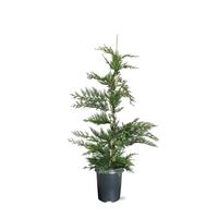 Cupressocyparis leylandii