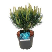 Pinus sylv. Watereri