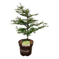 Metasequoia gl. Hamlets Broom'