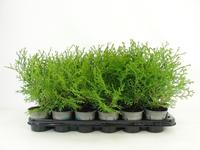 Chamaecyparis obt. Kamarachiba