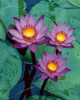 Nymphaea Tropical Blue
