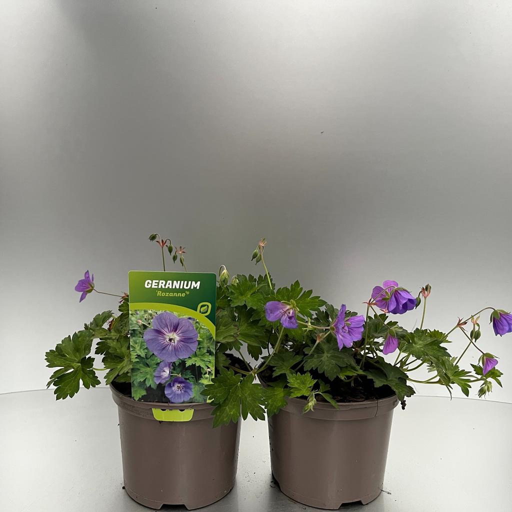 Picture of Geranium Rozanne P17 (2 Ltr)