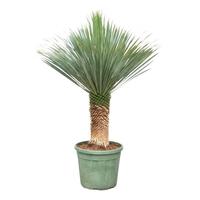 Yucca Rostrata
