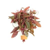 Alternanthera sessilis BUNDEL 5cm Tray 10 × 60 £ 1.25 (Tray) £ 1.23 Shelf £ 1.22 Trolley Tray £ 1.25 × 10 (0.3%)