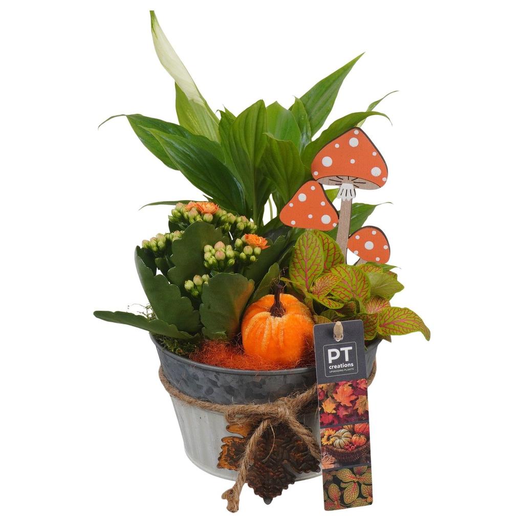 Picture of PTHI5311 Arrangement Autumn Indoor in metal box P15 28CM