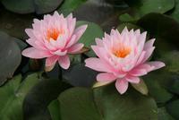 Nymphaea Peter Slocum
