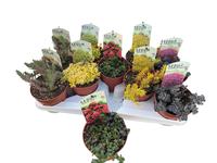 Sedum in varieties