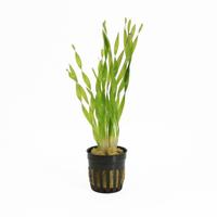 Vallisneria torta