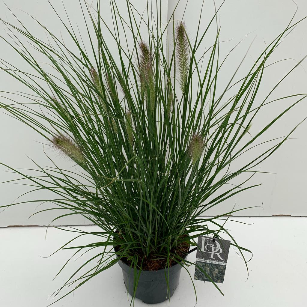 Picture of Pennisetum Hameln P19 (3 Ltr)