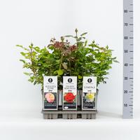 Rosa Classics large-flowered (TH) in varieties