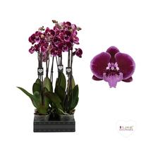 Phalaenopsis hybrid Lembongan