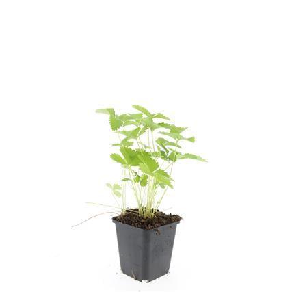 Picture of Fragaria vesca P9