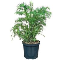 Cryptomeria jap. Elegans Virdis