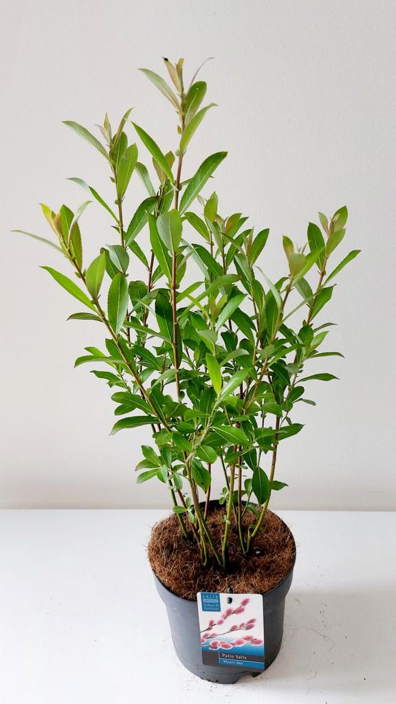 Picture of Salix gracilistyla Mount Aso P17 (2 Ltr)