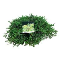 Juniperus com. Greenmantle