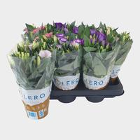 Lisianthus Bolero mixtray printed sleeve