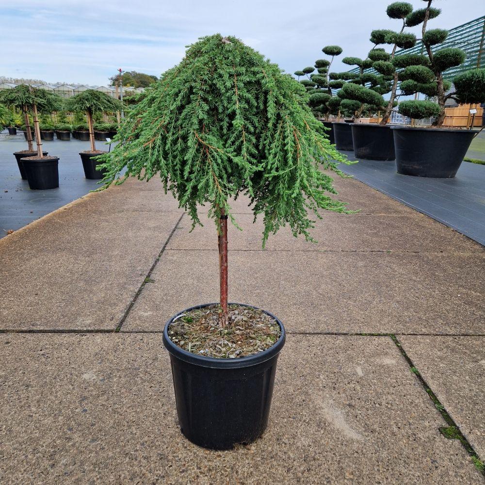 Picture of Juniperus com. Green Mantle C15 60/STD