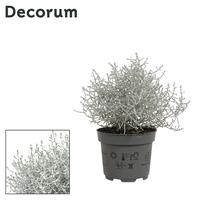 Leucophyta (Calocephalus) Brownii