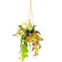 Kokodama Aeschynanthus