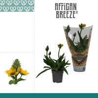 Ornithogalum Dubium Yellow 3PP in exclusiv sleeve