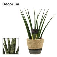 Sansevieria Fernwood in Hanoi mand grijs (Deco-collection)