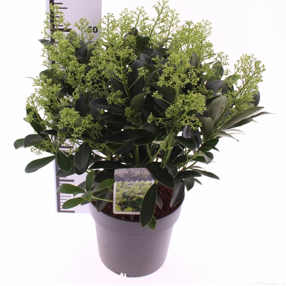 Picture of Skimmia jap. Finchy P23 (5 Ltr)