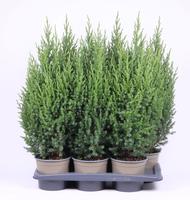 Juniperus chin. Stricta