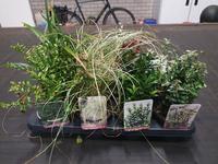 Shrubs in varieties