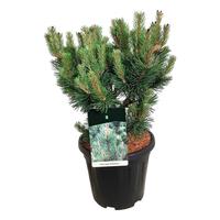 Pinus mugo Columnaris