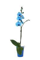 Phalaenopsis hybrid Linge I Am Blue painted