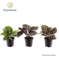 Calathea varieties