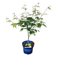Acer pse. Arctic Jade