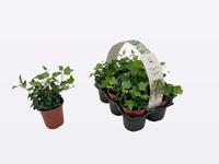 Hedera helix Wonder