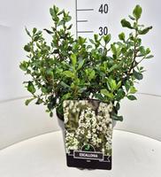 Escallonia Iveyi