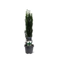 Taxus baccata Fast. Robusta