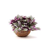 Kokodama Pink Tradescantia albiflora Nanouk