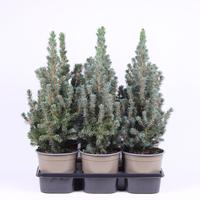 Picea glauca Sanders Blue'